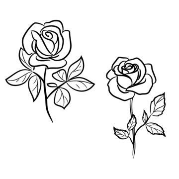 Two dark  roses on white