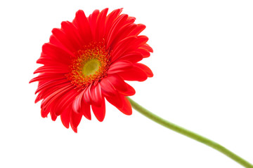 Flower Background. Red Gerbera Flower . Flower design