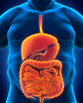 Intestinal Internal Organs of Overweight Body