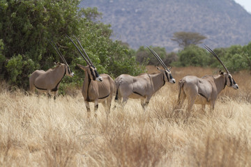 Antelope beisa oryx standing on yellow grass