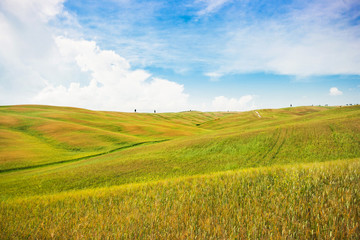 Fototapeta premium Scenic Tuscany landscape in Val d'Orcia, Italy