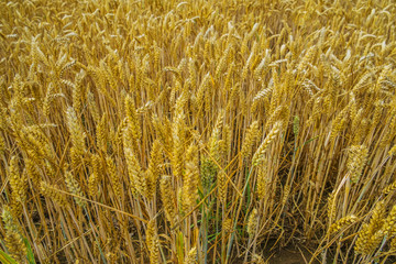 crops
