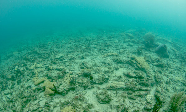 Fototapeta What Underwater landscape looks like.