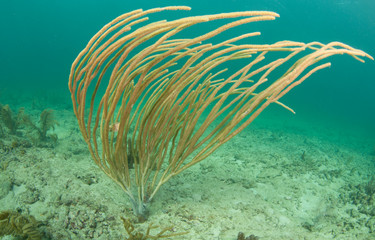 Naklejka na ściany i meble Atlanitc Ocean species of fish or coral