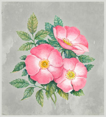 Watercolor illustration of dog-rose flower