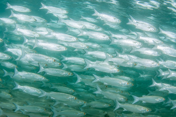 School of white mullet in shallow water