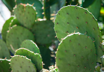 Cactus