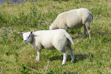 Sheeps at a dike, the Netherlands