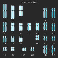 Normal human karyotype