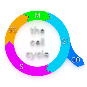 Diagram of the Cell Cycle