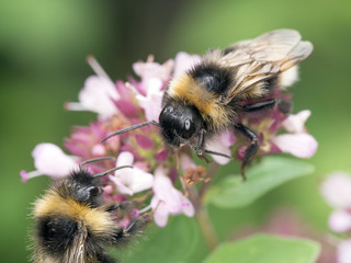 Bees