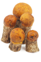 Orange-Cap Boletus