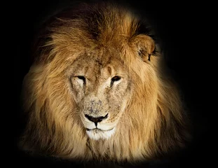Photo sur Aluminium Lion lion on a black background