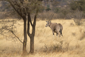 Naklejka premium Antelope beisa oryx standing on yellow grass