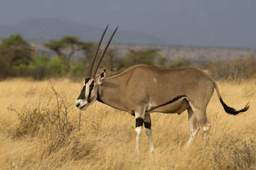 antelope beisa oryx standing on yellow grass