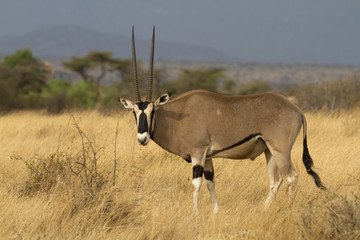 Antelope beisa oryx standing on yellow grass