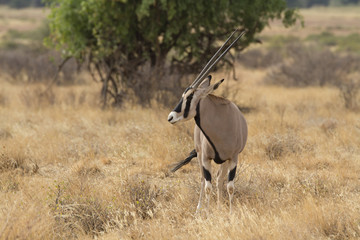Naklejka na ściany i meble Antylopa beisa Oryx stojący na żółtym trawie