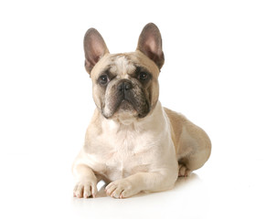 french bulldog