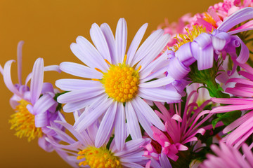 Fototapeta premium Daisy