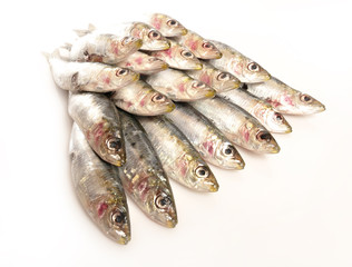 Sardina fresca