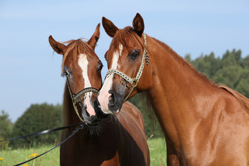 Portrait of two nice arabian horses