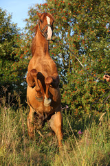 Gorgeous arabian horse prancing in the evening