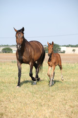 Mare with foal running