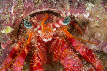 Cangrejo ermitaño