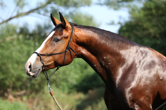 Fototapeta Portrait of nice wet horse