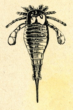 Eurypterus fischeri (Silurian, Estonia)