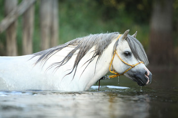 Potrait of gorgeous stallion which is swimming in river