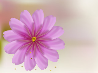 Rose petal flower shell on pink background