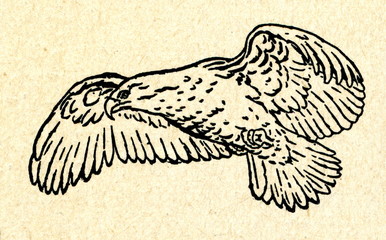 Obraz premium White-tailed Eagle (Haliaeetus albicilla)