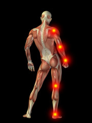 3D human man anatomy with articular pain