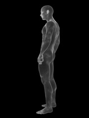 3D wireframe mesh human man anatomy