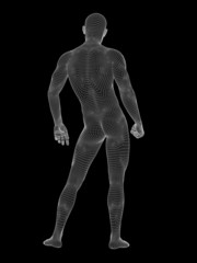 3D wireframe mesh human man anatomy