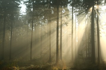 Coniferous forest on a misty autumn morning