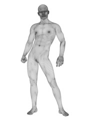 3D wireframe mesh human man anatomy