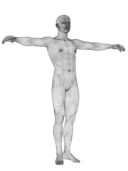 3D wireframe mesh human man anatomy