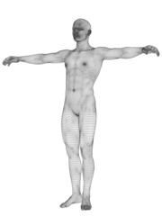 3D wireframe mesh human man anatomy