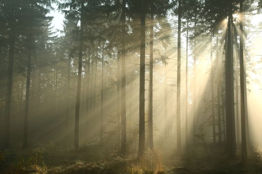 Fototapeta Coniferous forest on a misty autumn morning