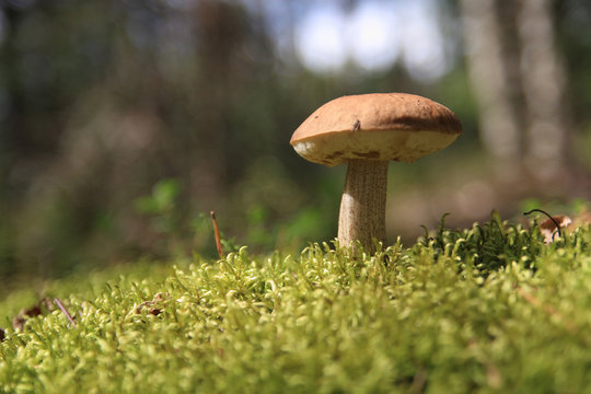 Mushroom growing in forest