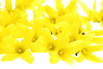 Obraz premium Isolated Forsythia Blossoms