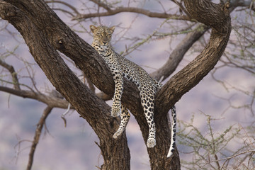 Fototapeta na wymiar Leopard odpoczynku na gałęzi drzewa na zmierzchu