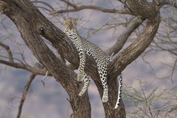 Naklejka premium Leopard resting on a tree branch at dusk