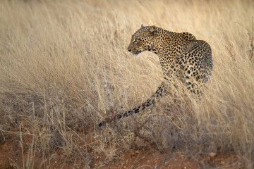 Obraz premium Leopard on the prowl in yellow grass