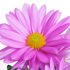 gerbera daisy