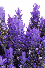 Obraz premium lavender flowers