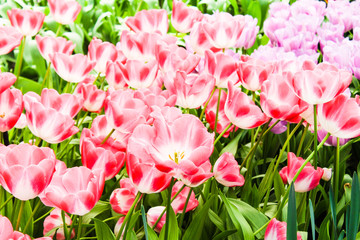 colorful tulips. Beautiful spring flowers. background of flowers