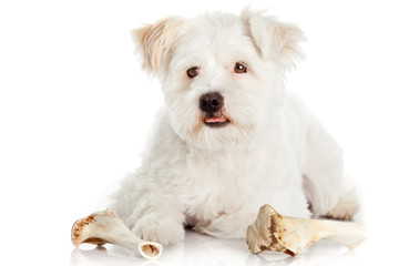 dog with bone isolated on white background